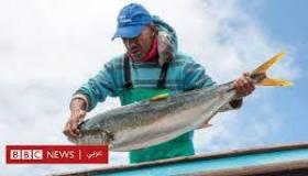 أفكار الصيد الذكية