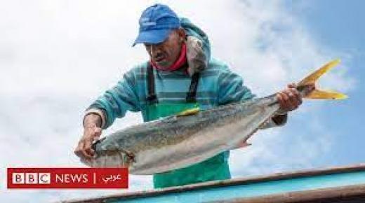 أفكار الصيد الذكية