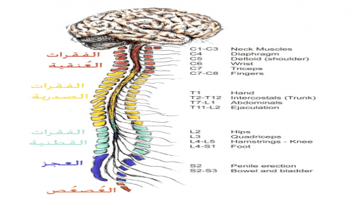 التغيرات التنكسية في العمود الفقري