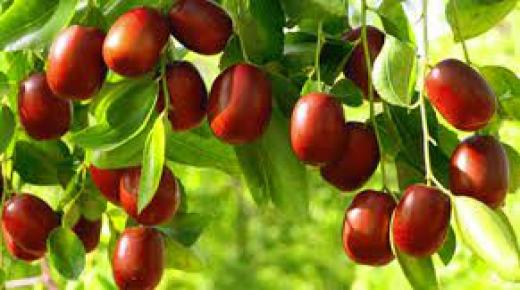 شجرة العناب