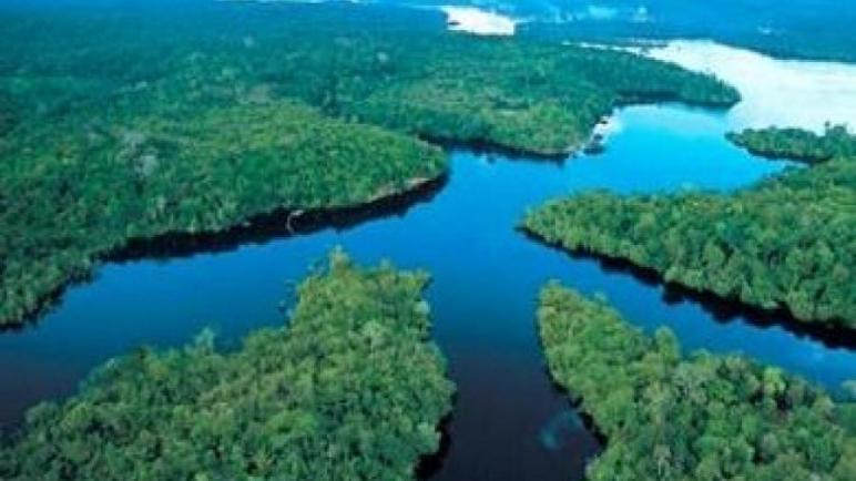 الغابات الاستوائية المطيرة: الفوائد الثلاث للغابات الاستوائية المطيرة.