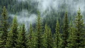 الغابات في اسيا