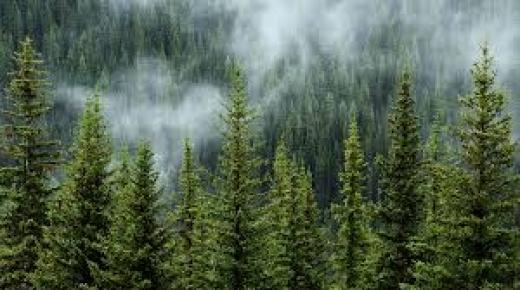 الغابات في اسيا