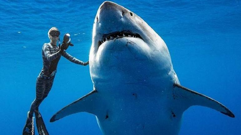 أسماك القرش: أكلة البشر وغيرهم