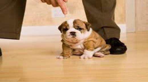 القسوة على الحيوانات