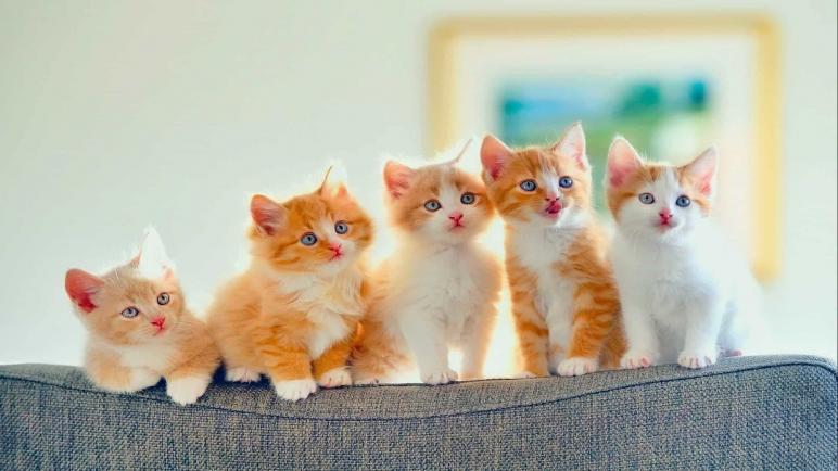 ذاكرة ذات الفراء: هل تتعرف القطط على أصوات ومظاهر أصحابها؟