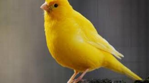 طائر الكناري