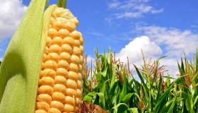 تأثير تغير المناخ على إنتاج الذرة