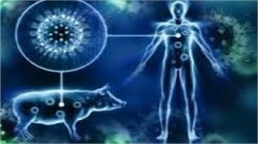 فيروس إنفلونزا الخنازير