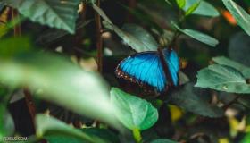 تأثير الفراشة: كيف انقرض البشر زيرسيس الأزرق