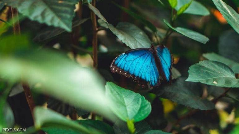 تأثير الفراشة: كيف انقرض البشر زيرسيس الأزرق