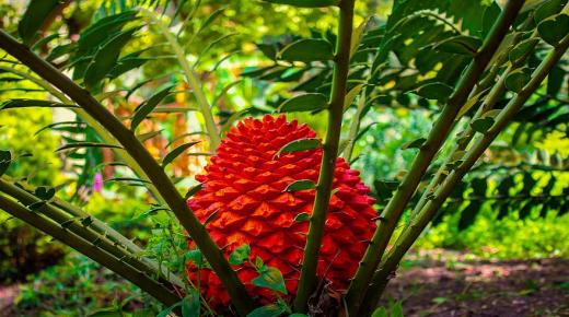 أوراق المصباح