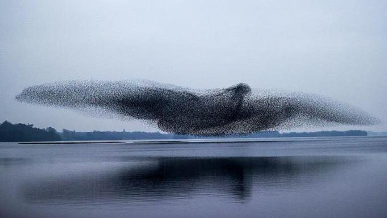 شكل الآلاف من الزرزور طائرًا ضخمًا في أيرلندا