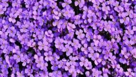 حقائق مثيرة للاهتمام حول البنفسج