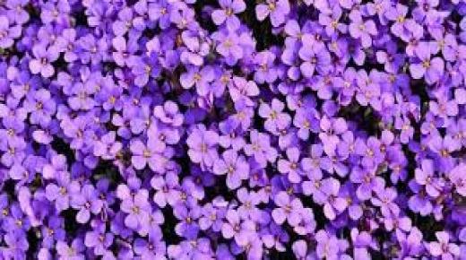 حقائق مثيرة للاهتمام حول البنفسج