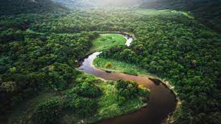 غابات الأمازون المطيرة: أكبر غابة مطيرة في العالم
