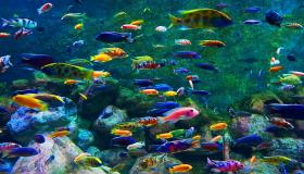 تربية الأحياء المائية