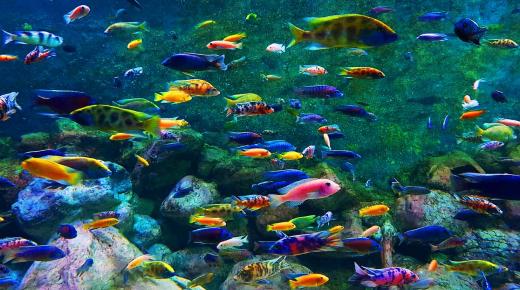 تربية الأحياء المائية