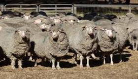 تربية الخرفان