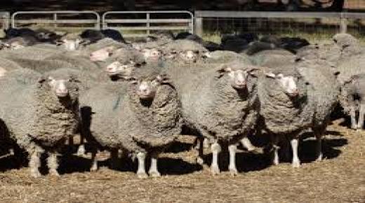 تربية الخرفان