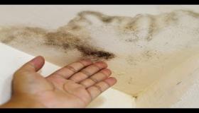 ترميم العفن على الجدران