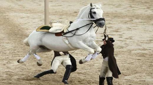 ترويض الخيل و التدرب على ركوبه.