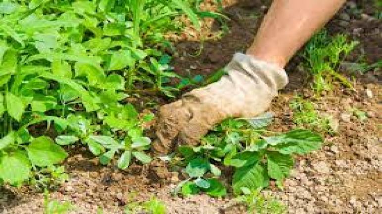 هل ترغب في العثور على أسهل وأفضل الطرق لإزالة الأعشاب الضارة من حديقتك ؟