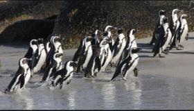 دفء النحل يقتل 63 من طيور البطريق المهددة بالانقراض في جنوب إفريقيا