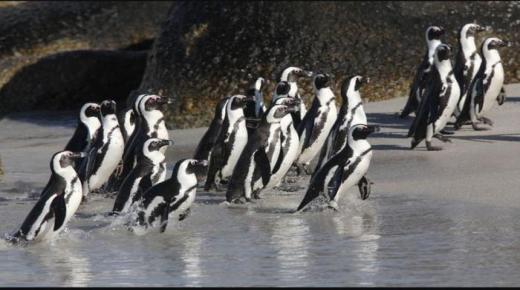 دفء النحل يقتل 63 من طيور البطريق المهددة بالانقراض في جنوب إفريقيا