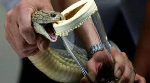 السبب الحقيقي لسم الأفعى هو أكثر قيمة من الذهب