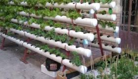 الزراعة المائية: زراعة بدون تربة .