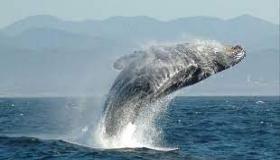 تعمل الحيتان على إبطاء تغير المناخ