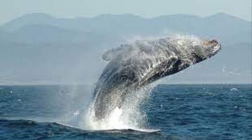 تعمل الحيتان على إبطاء تغير المناخ