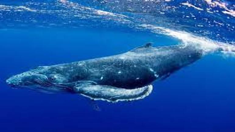 حقائق سريعة عن الحوت الأزرق