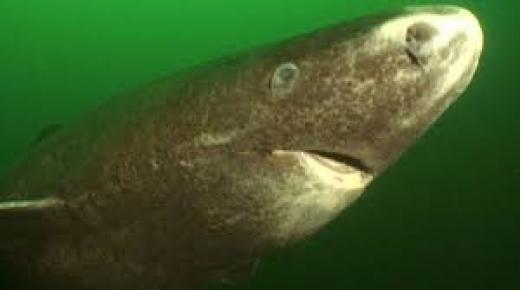 أقدم الحيوانات في العالم