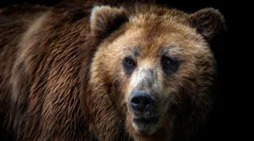 ماذا تفعل إذا واجهت دبًا