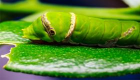 الديدان و الطفيليات .