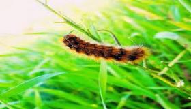 ديدان الأرض في الربيع