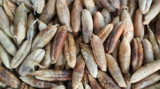 ديزل حيوي من نوى التمر