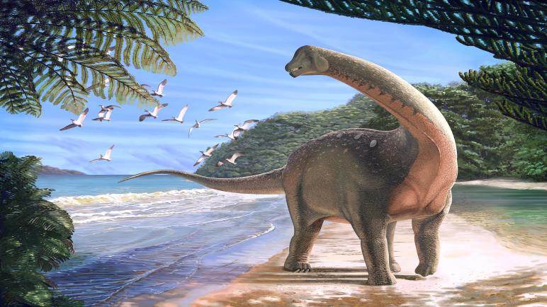 أسترالوتيتان: ديناصور اكتشف في أستراليا كان بطول ملعب كرة سلة