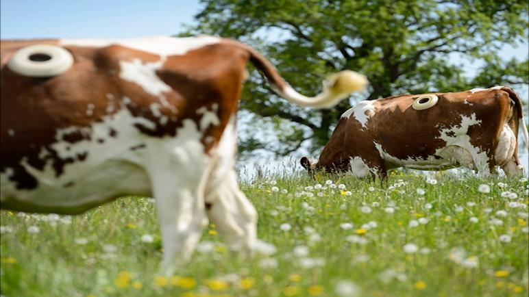 تطوير روث البقر باستخدام طارد البعوض من المكونات العشبية