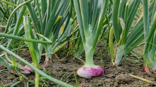 تربة (زراعة البصل)