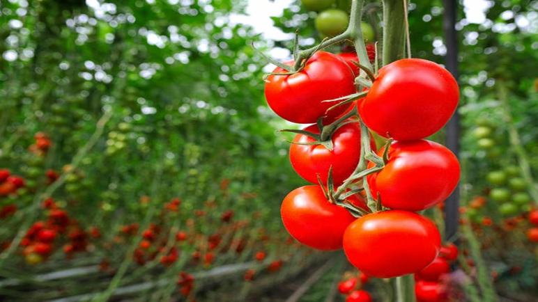 كم من الوقت يستغرق زراعة الطماطم؟