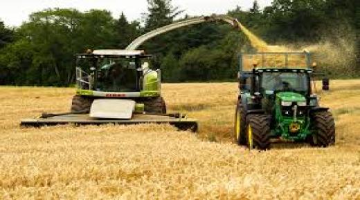 زراعة القمح