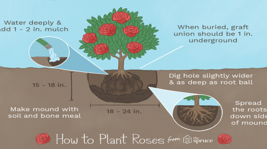 زراعة الورد