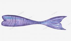 زعانف السمك