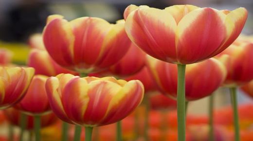 خيارات زهور الربيع لأواخر الشتاء أو أوائل الربيع