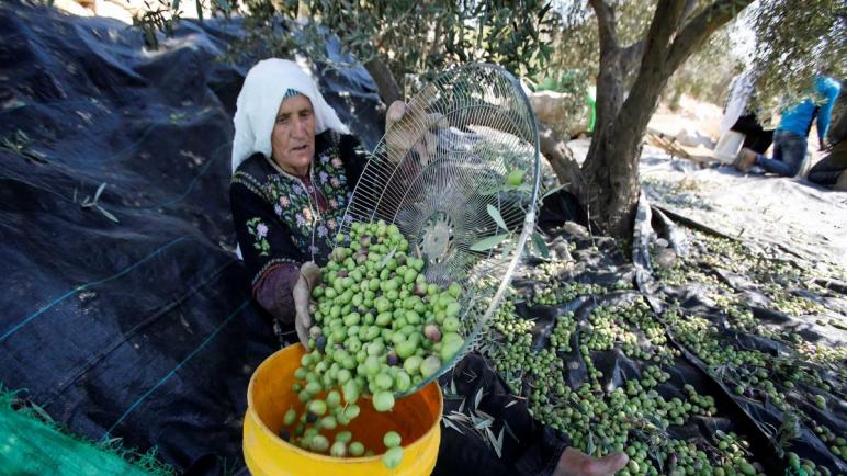 يحصل الفلسطينيون على يد المساعدة مع بدء موسم قطف الزيتون
