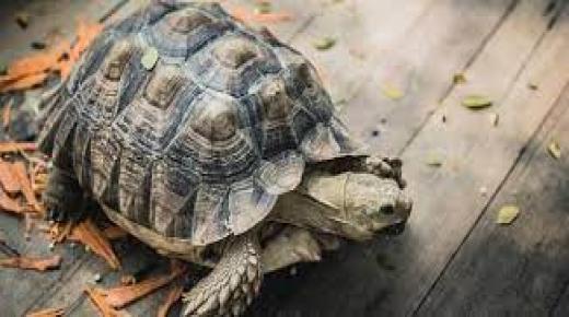 لماذا تعيش السلاحف والسلاحف لفترة طويلة؟