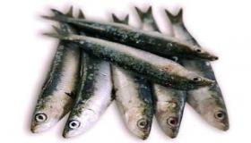 سمك السردين